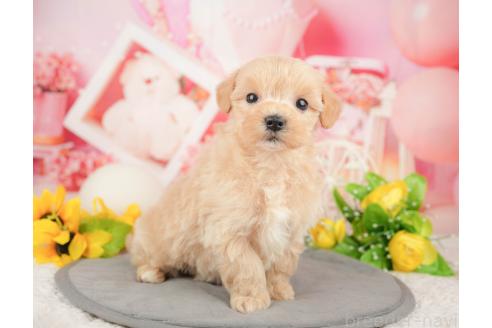 成約済の千葉県のマルプー:マルチーズ×トイプードル-376136の3枚目